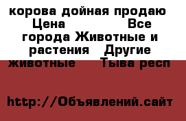 корова дойная продаю › Цена ­ 100 000 - Все города Животные и растения » Другие животные   . Тыва респ.